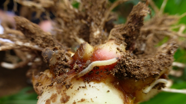 Larves de la chrysomèle du maïs (Diabrotica virgifera virgifera) sur des racines de maïs